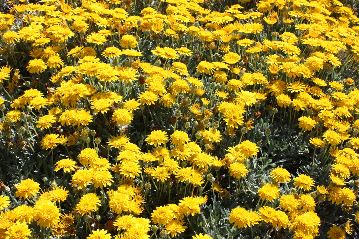 GAZANIA DOUBLE GOLD™ GAZANIA HYBRID GT20 PBR