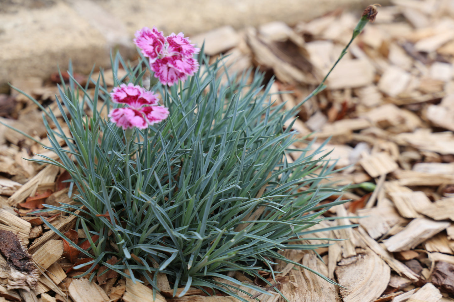 DIANTHUS BORDER BLUE™
