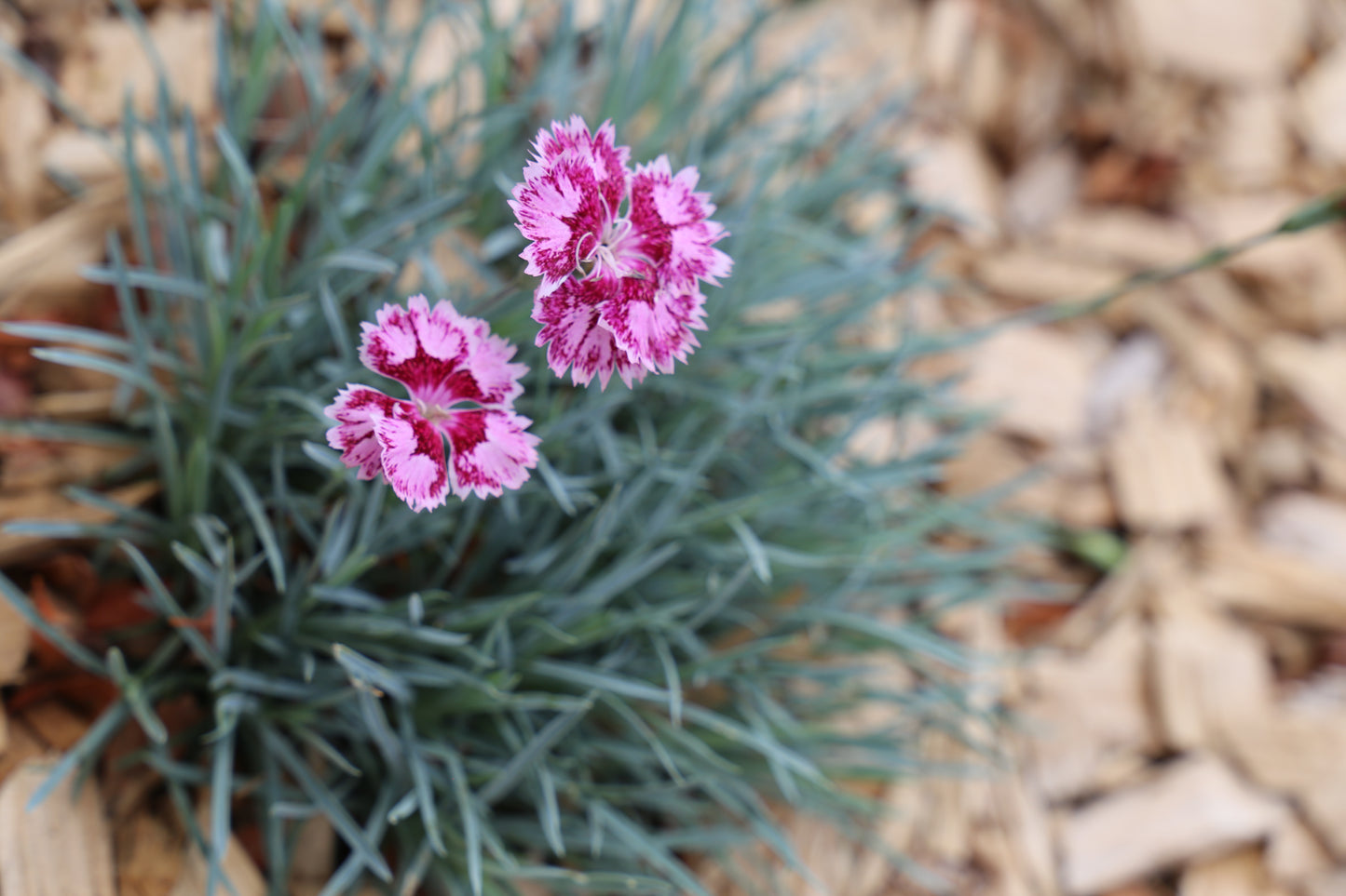 DIANTHUS BORDER BLUE™