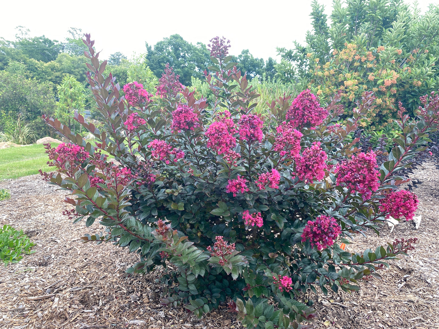 LAGERSTROEMIA CANOPY - CREPE MYRTLE