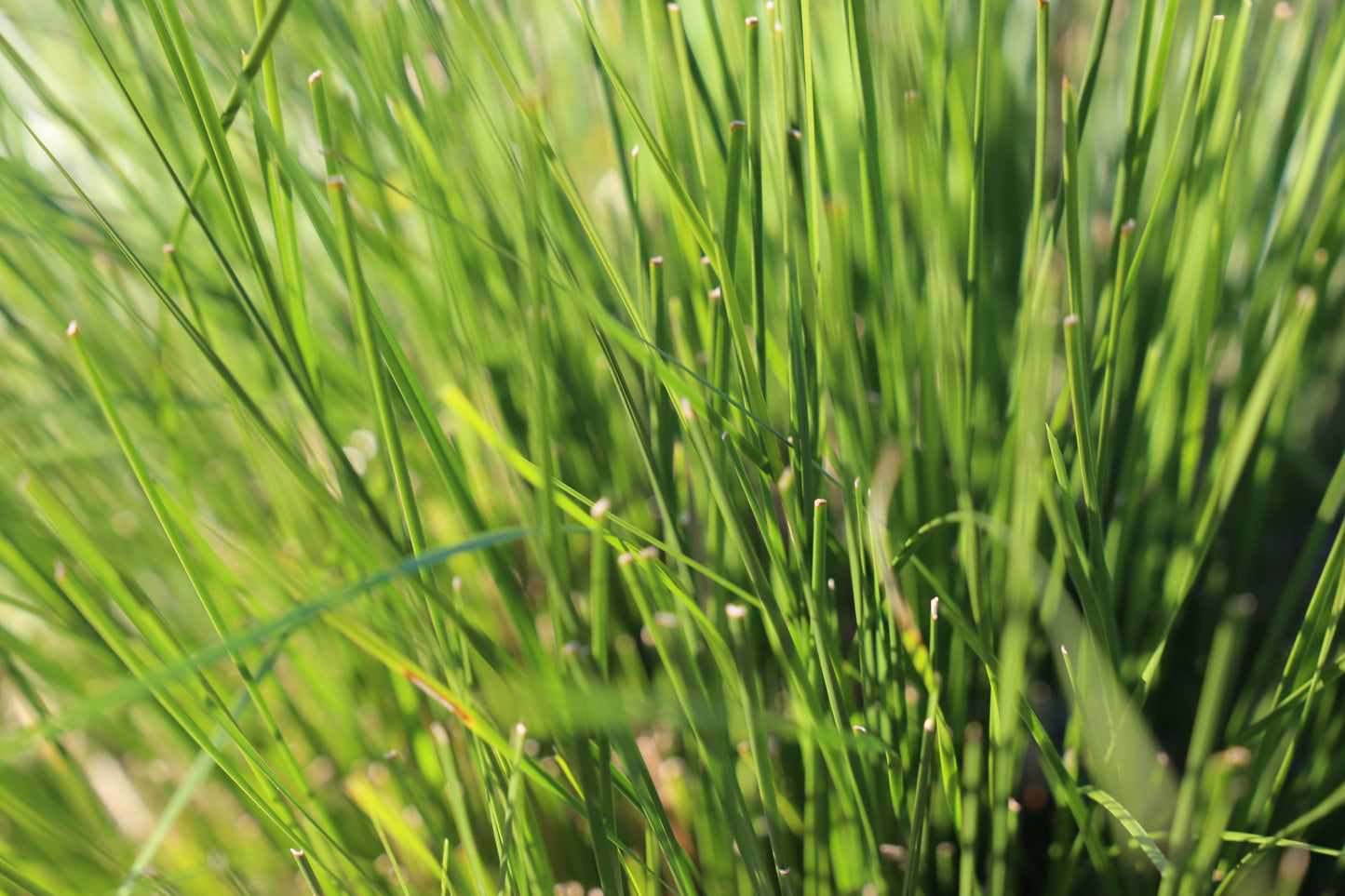 LADY TANIKA® LOMANDRA LONGIFOLIA