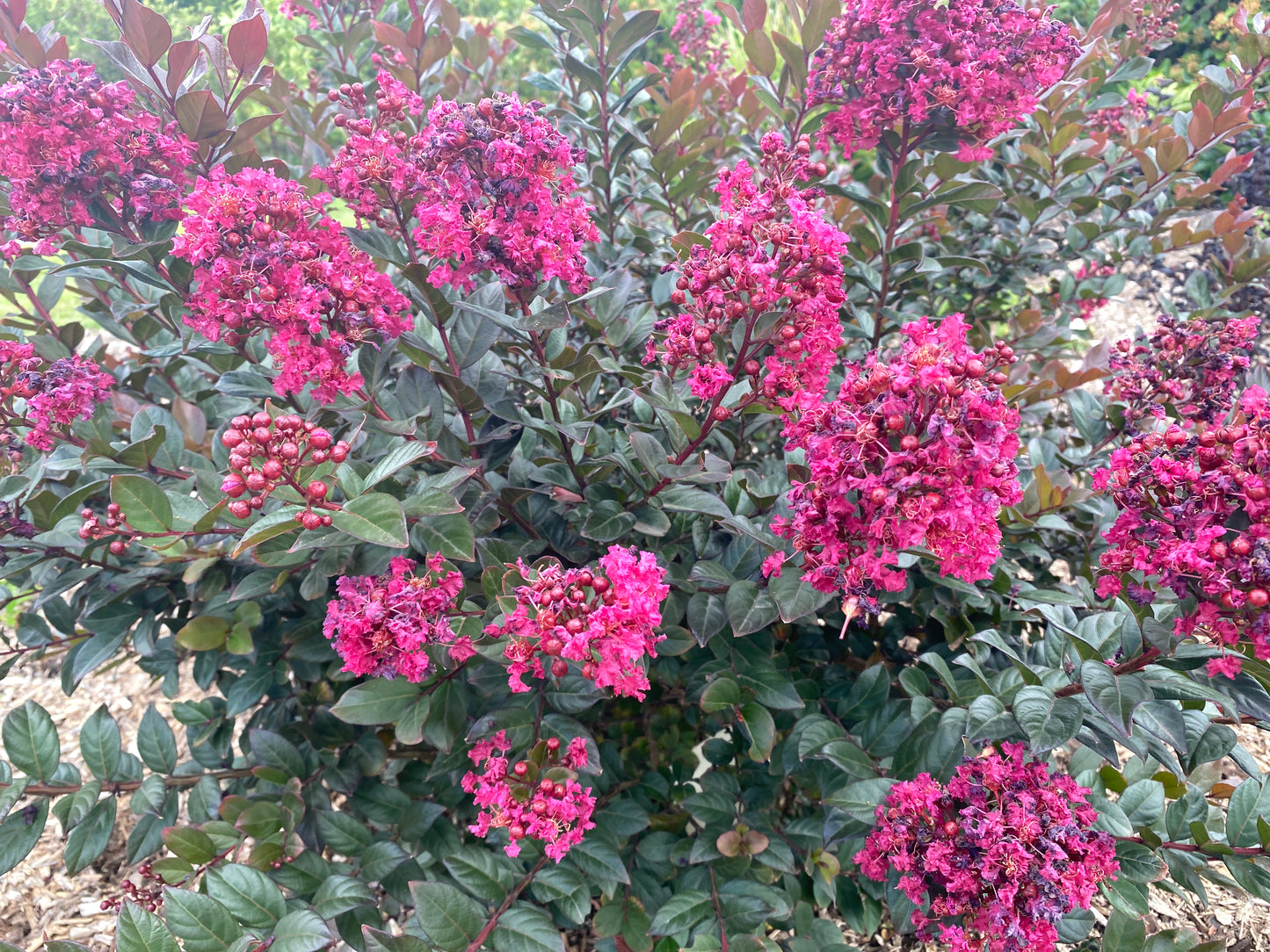 LAGERSTROEMIA CANOPY - CREPE MYRTLE