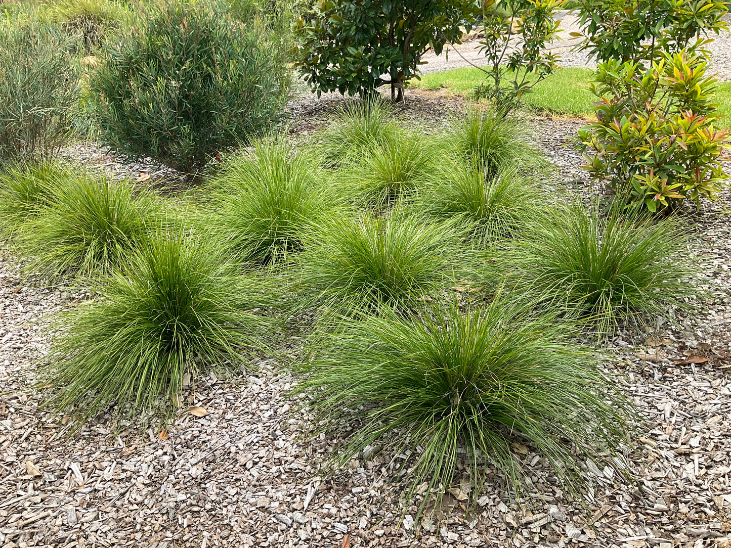 LADY TANIKA® LOMANDRA LONGIFOLIA