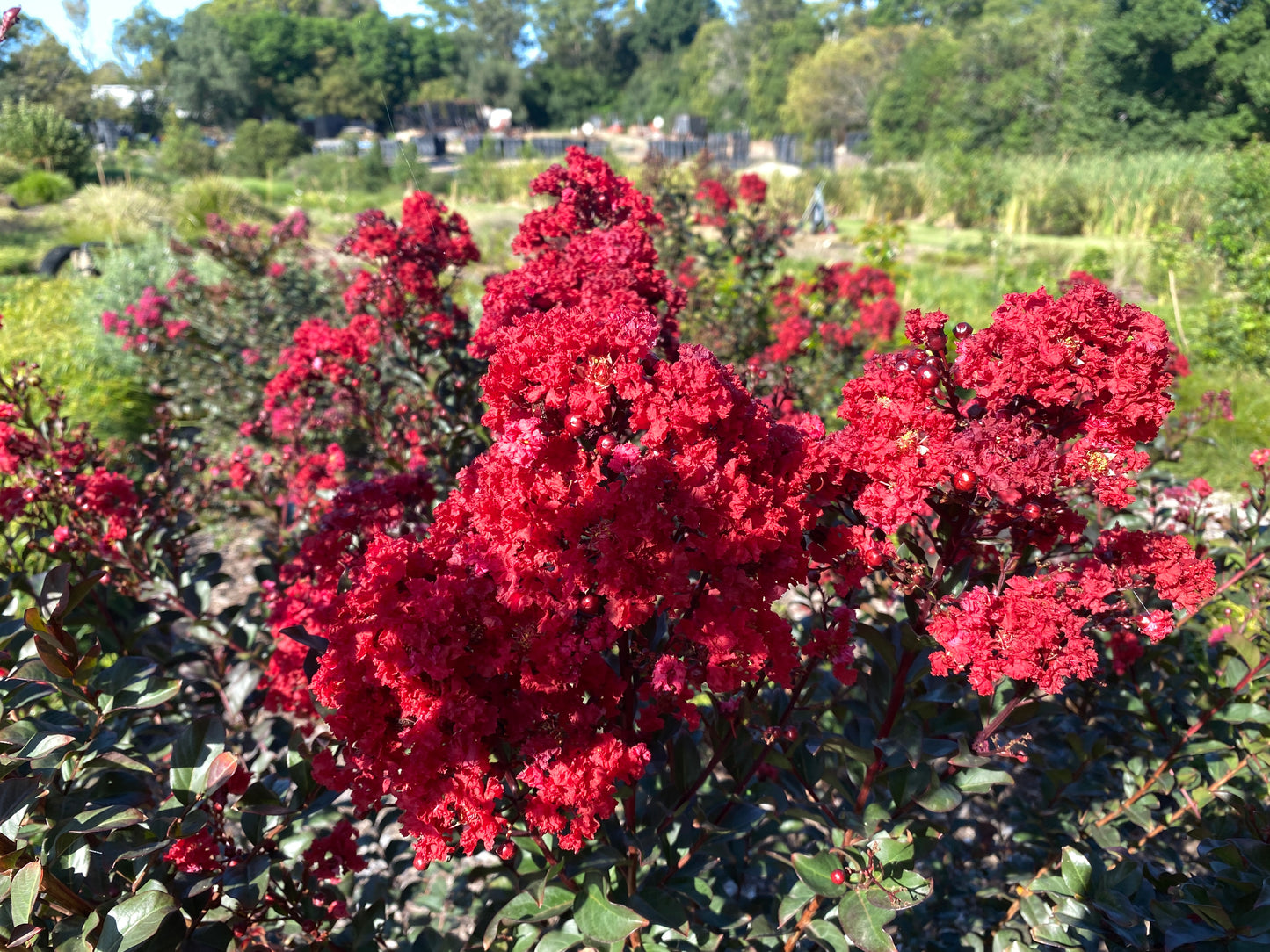 LAGERSTROEMIA GRANDE RED™ -  CREPE MYRTLE