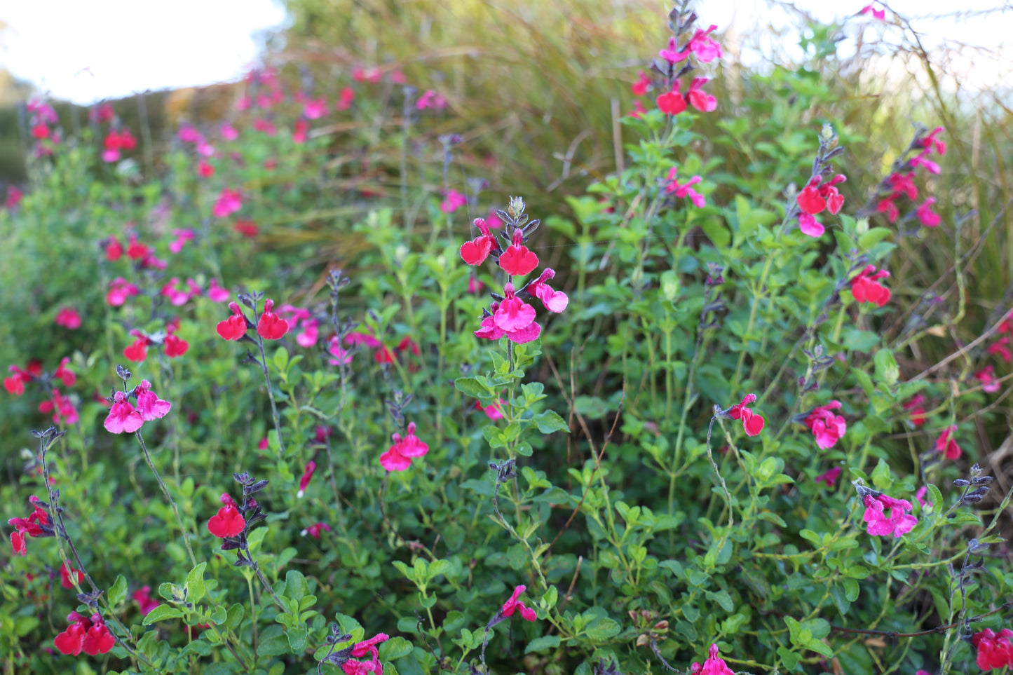 Salvia Intense™
