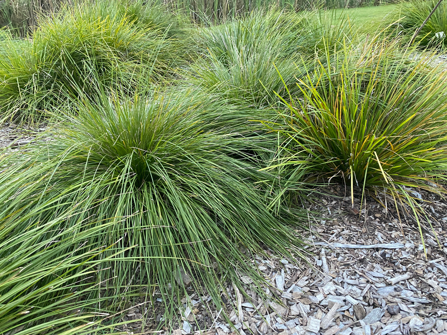 LADY TANIKA® LOMANDRA LONGIFOLIA