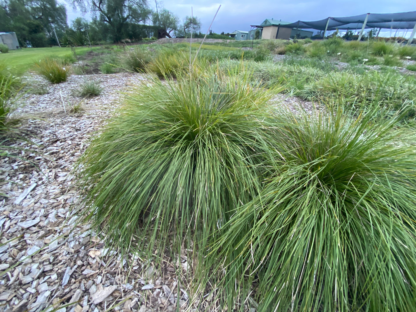LADY TANIKA® LOMANDRA LONGIFOLIA