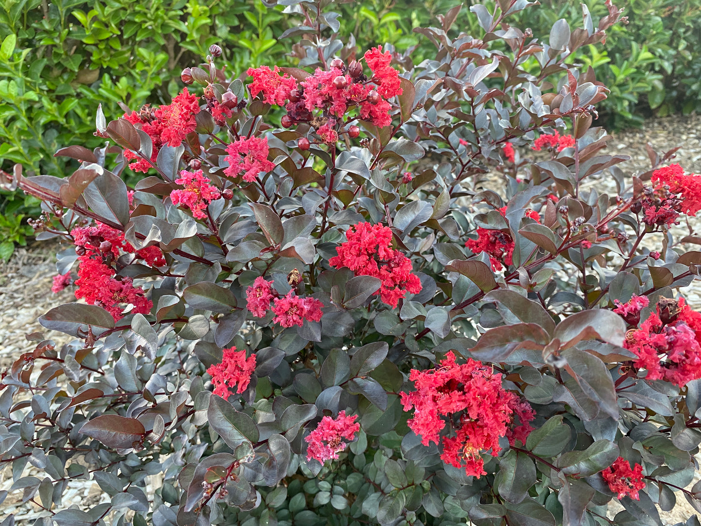 LAGERSTROEMIA GRANDE RED™ -  CREPE MYRTLE