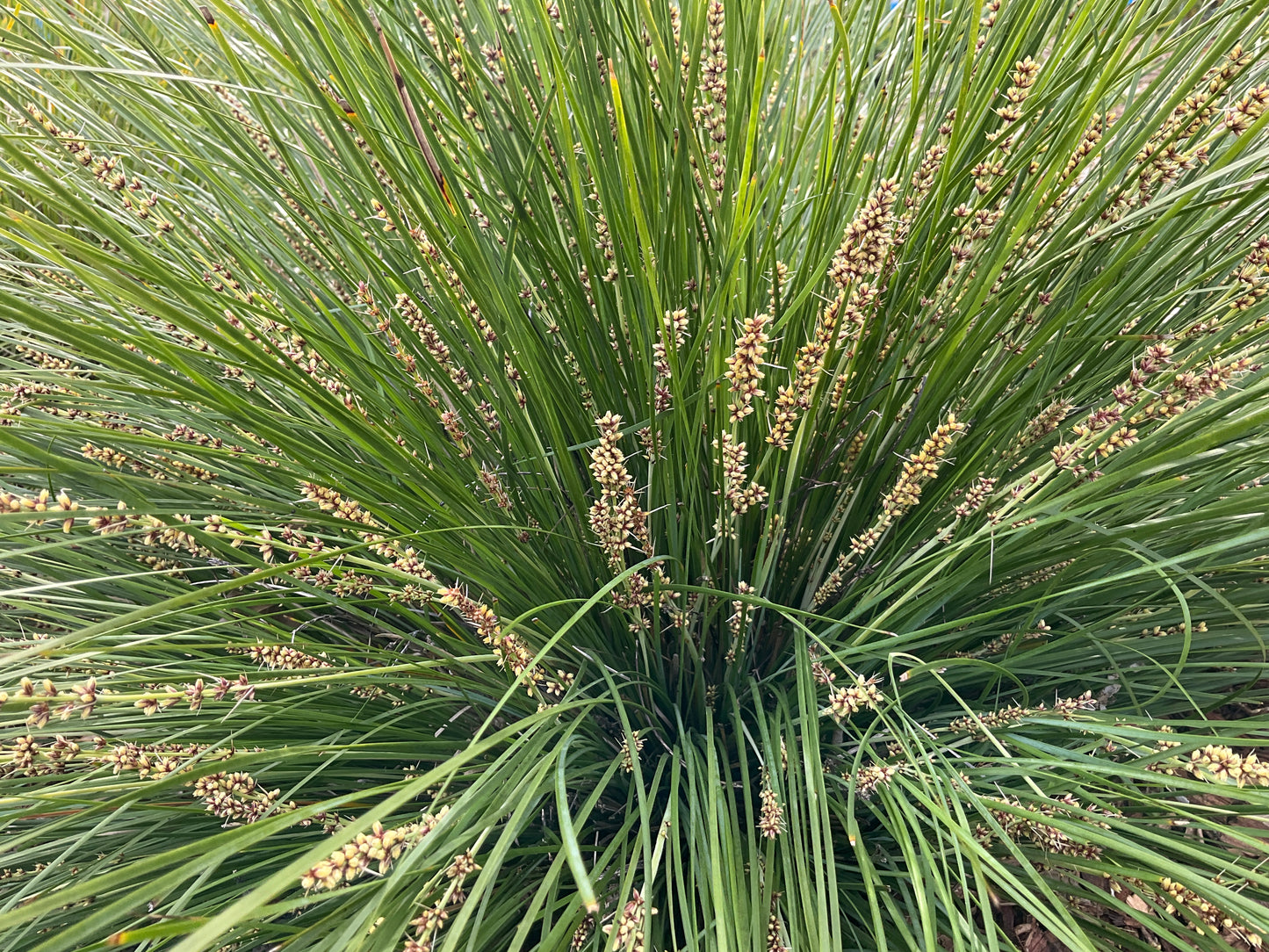 SHARA™ BLUE LOMANDRA PBR