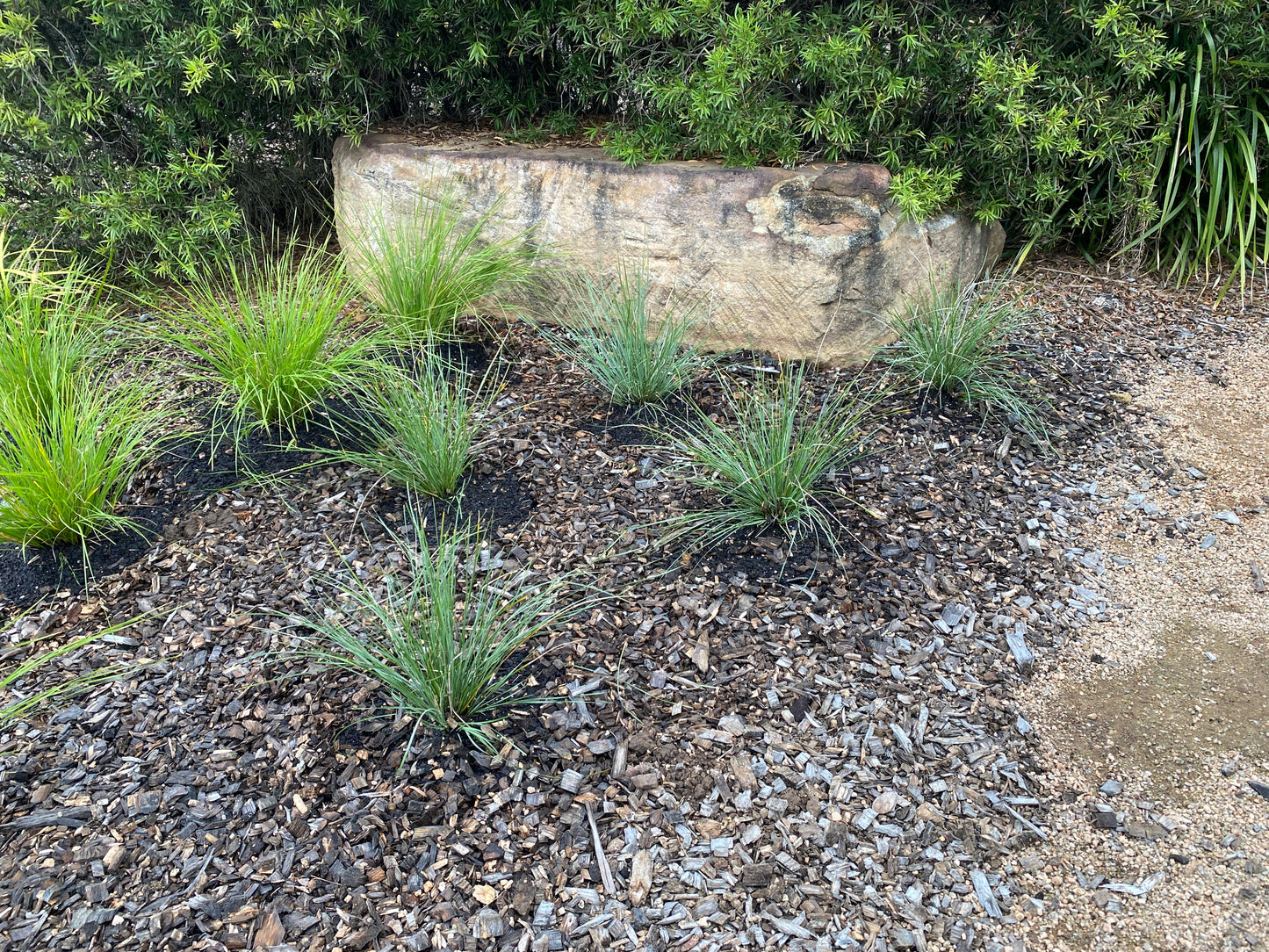 SHARA™ BLUE LOMANDRA PBR
