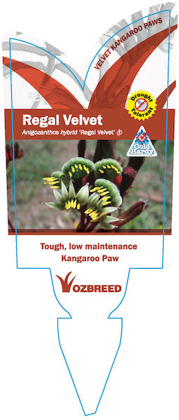ANIGOZANTHOS REGAL VELVET