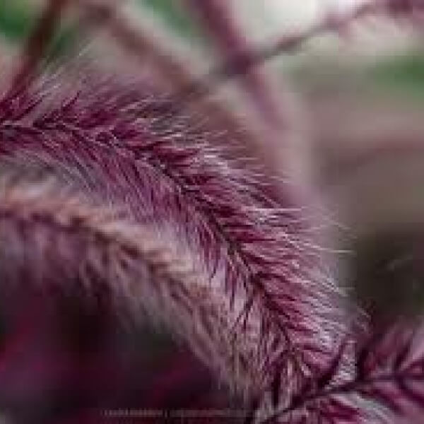 PURPLE FOUNTAIN GRASS