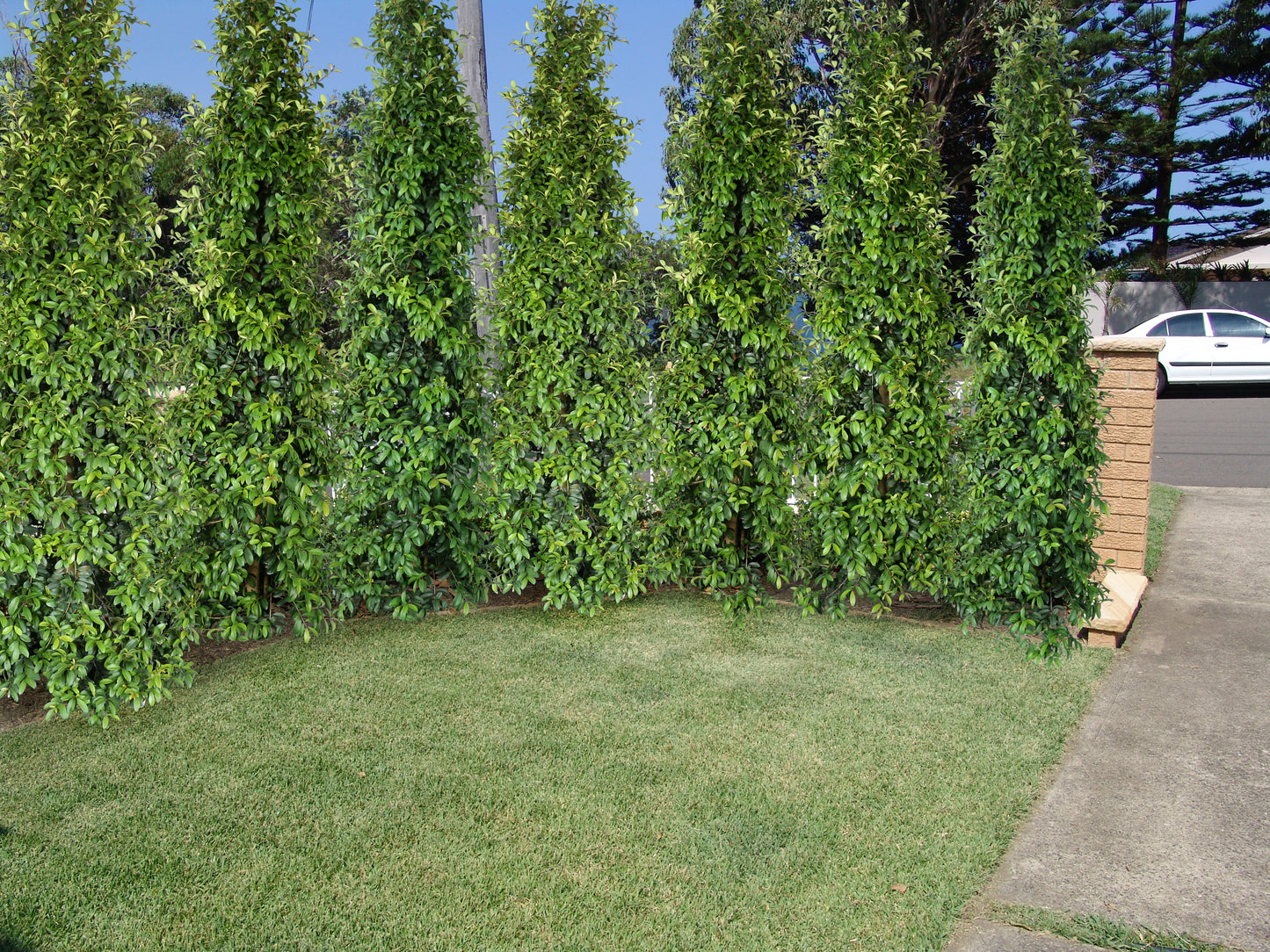 SYZYGIUM 'STRAIGHT AND NARROW™ - LILLY PILLY