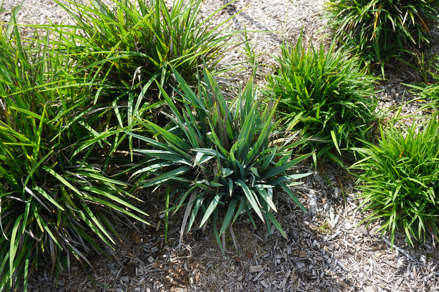 SUMMER REV DIANELLA™