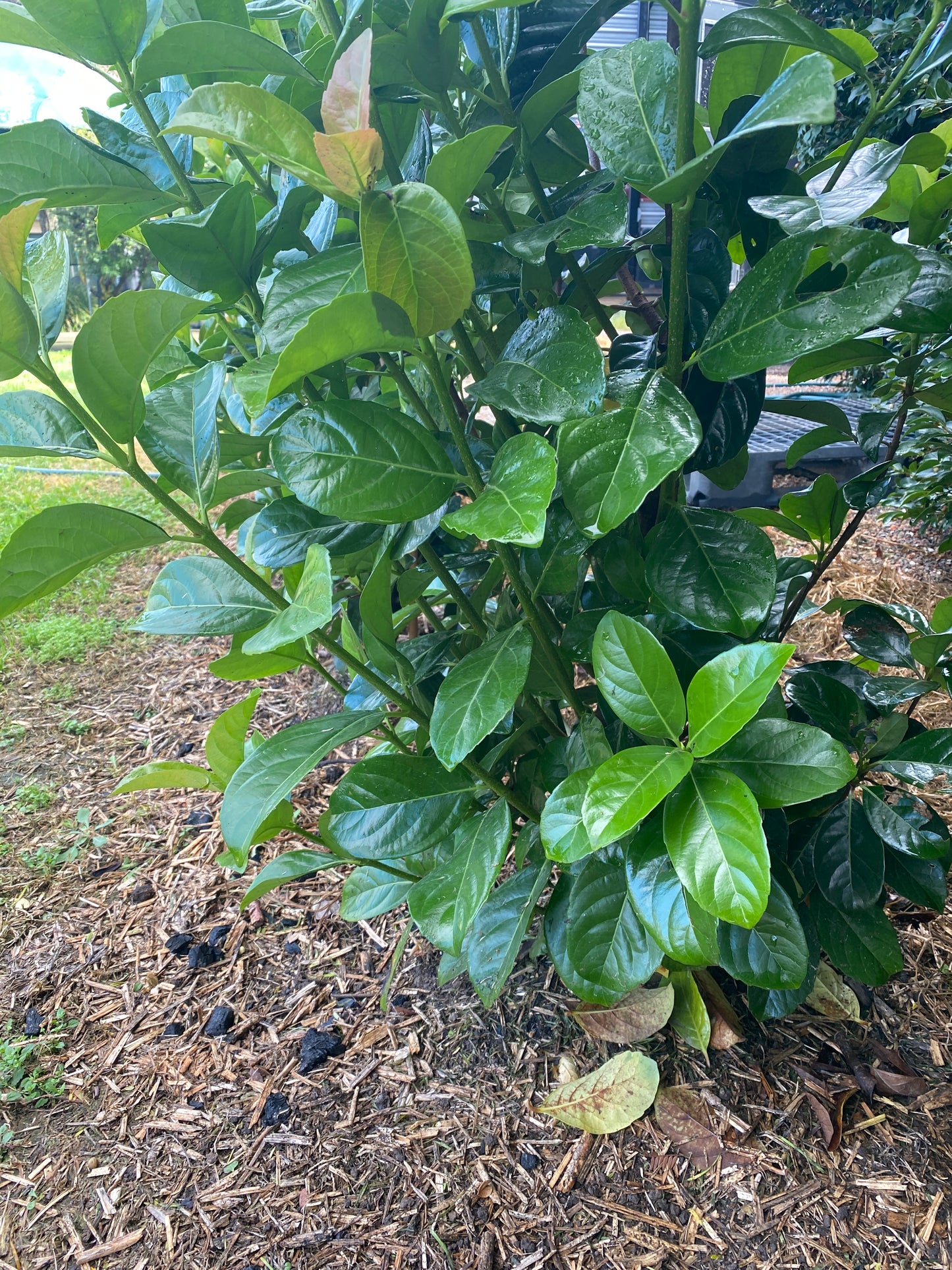 VIBURNUM THIN FENCE™