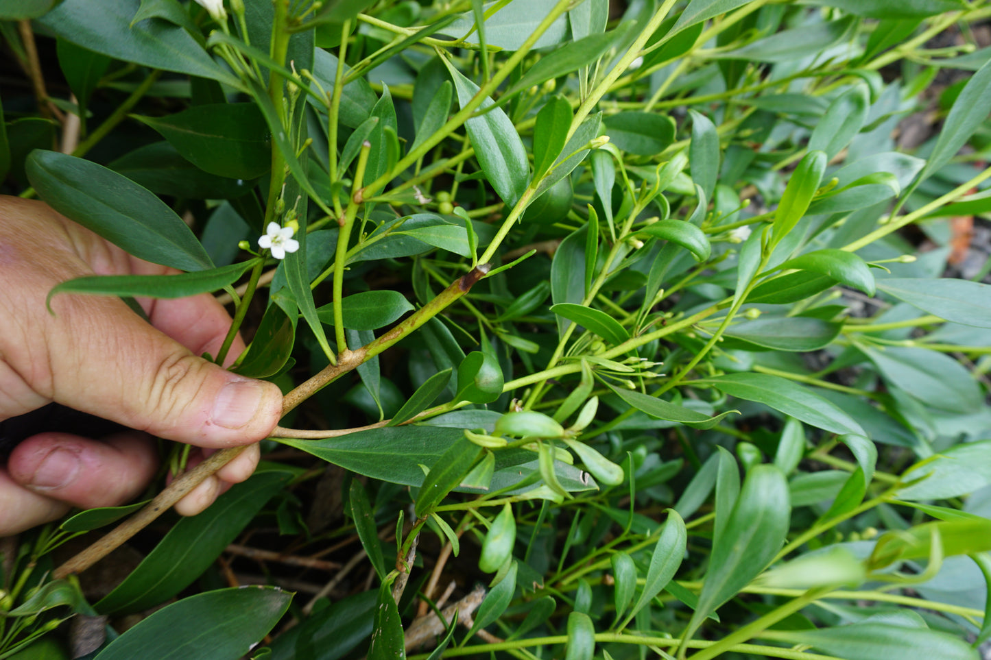 GROUND HUG™ MYOPORUM INSULARE 'MYIN01' PBR Intended