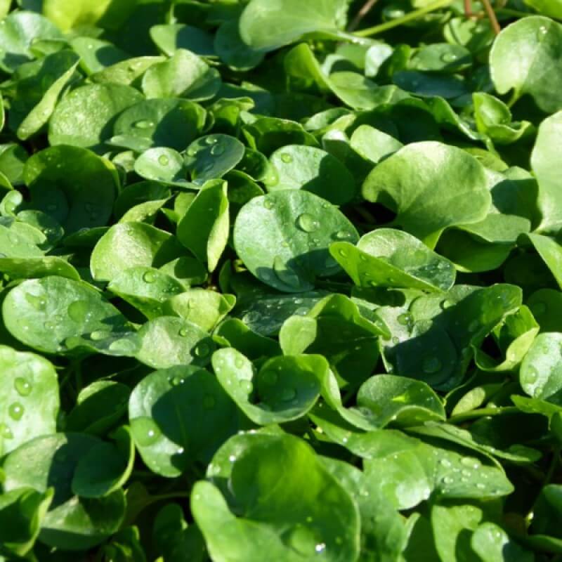DICHONDRA 'LAWN'