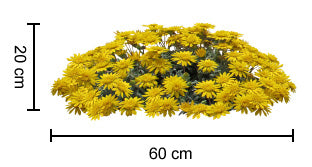 GAZANIA DOUBLE GOLD™ GAZANIA HYBRID GT20 PBR