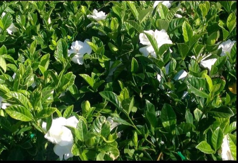 GARDENIA 'FLORIDA'