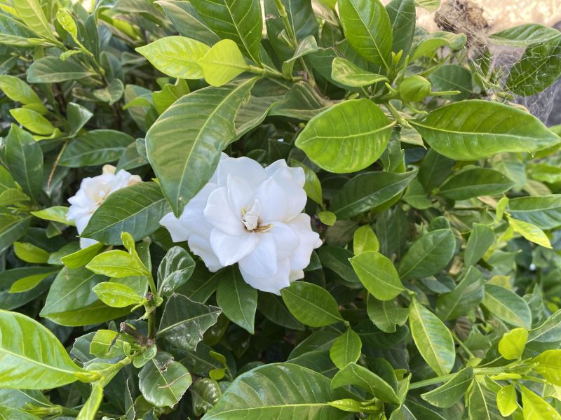 GARDENIA 'FLORIDA'