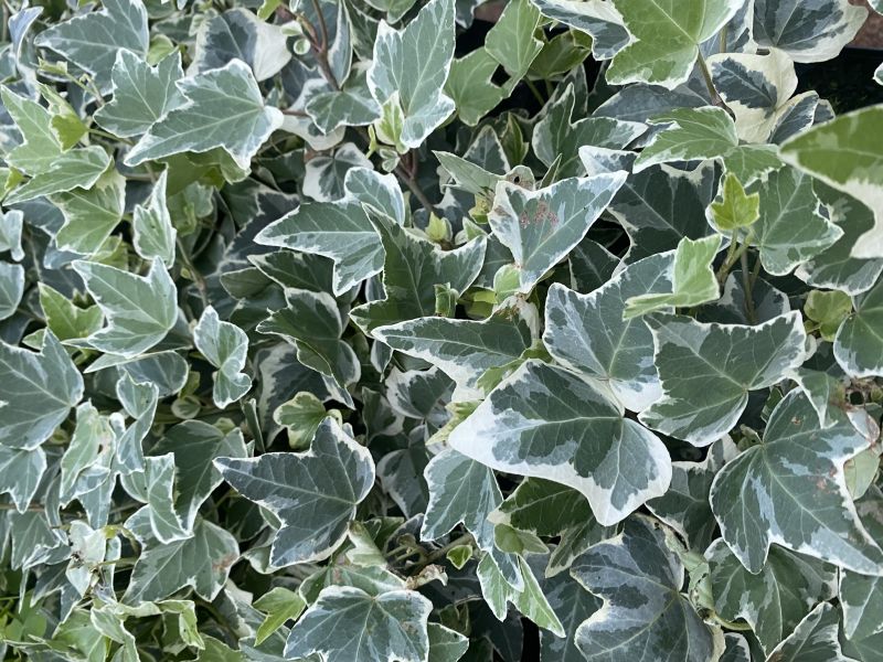 HEDERA IVY VARIEGATED – The Plant Hub