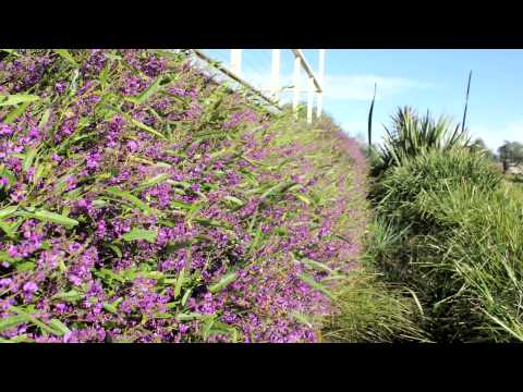 HARDENBERGIA MEEMA™
