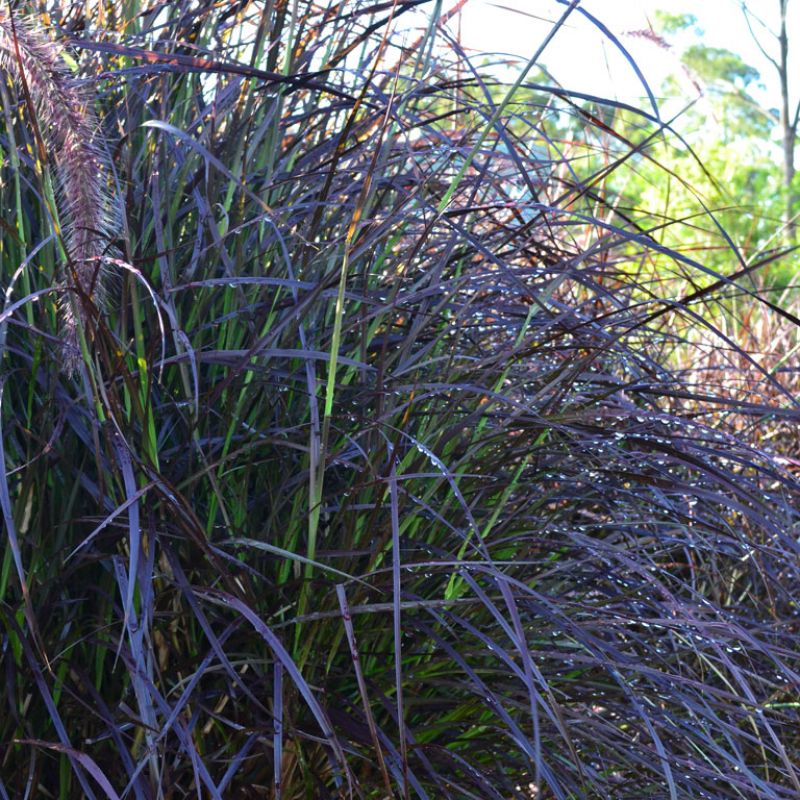 PURPLE FOUNTAIN GRASS