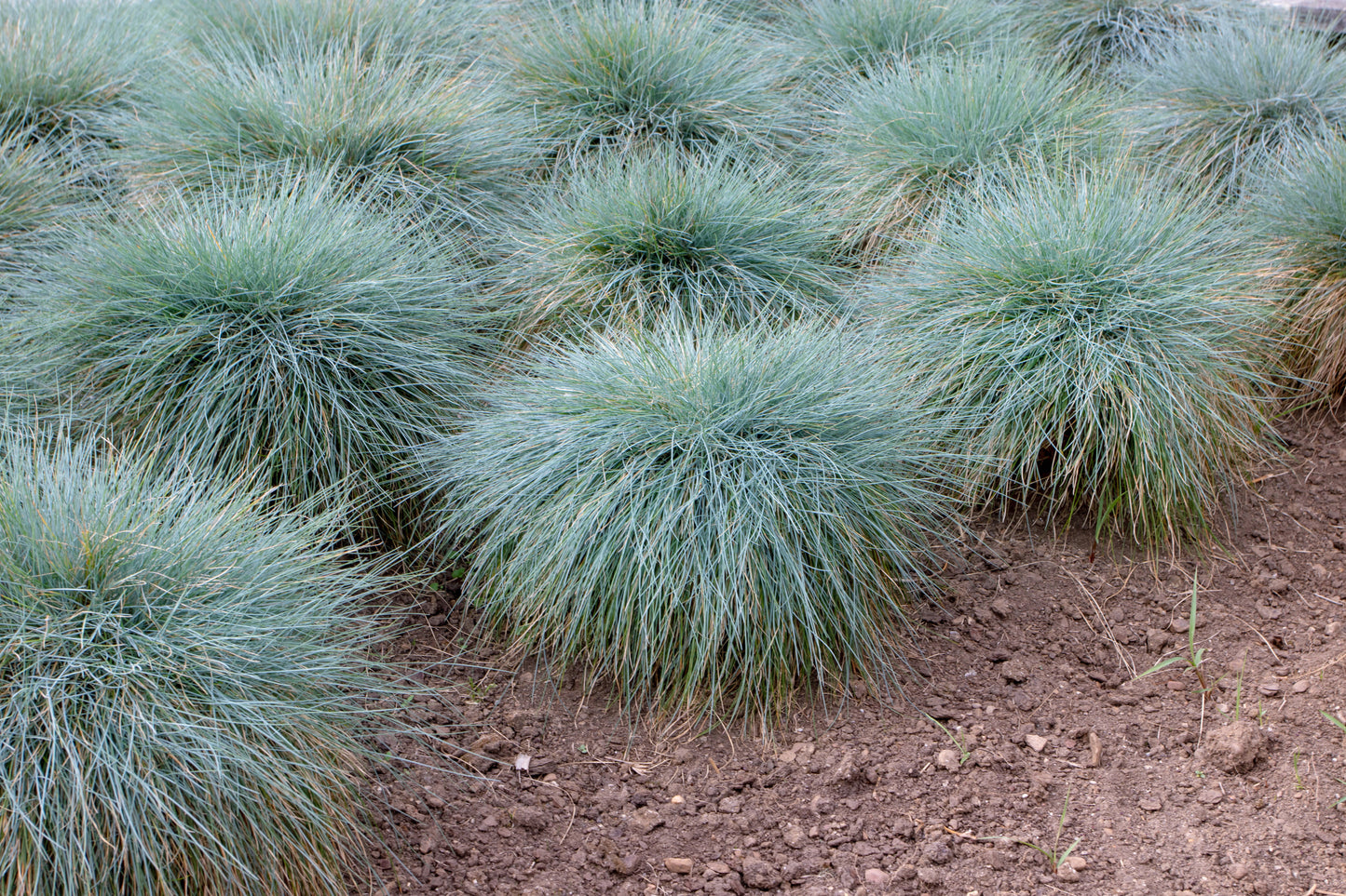 FESTUCA GLAUCA - BLUE FESCUE GRASS