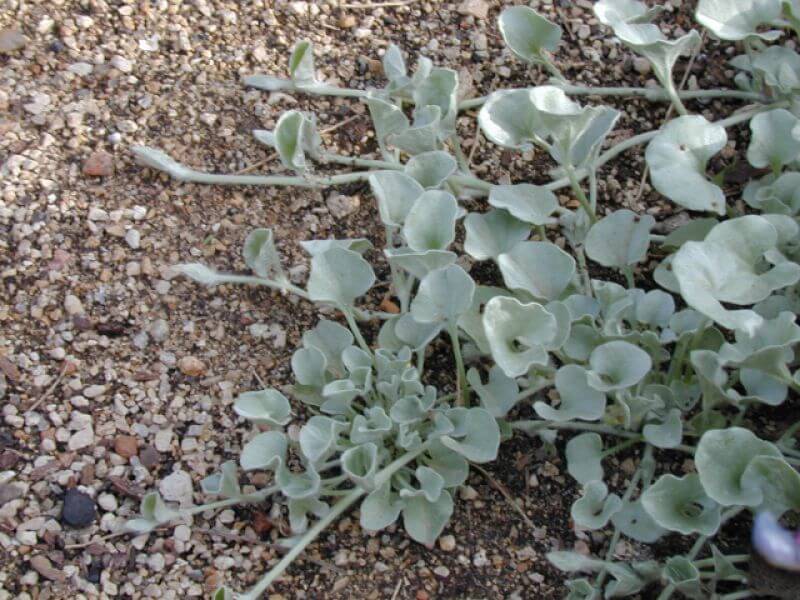 DICHONDRA 'SILVER FALLS'