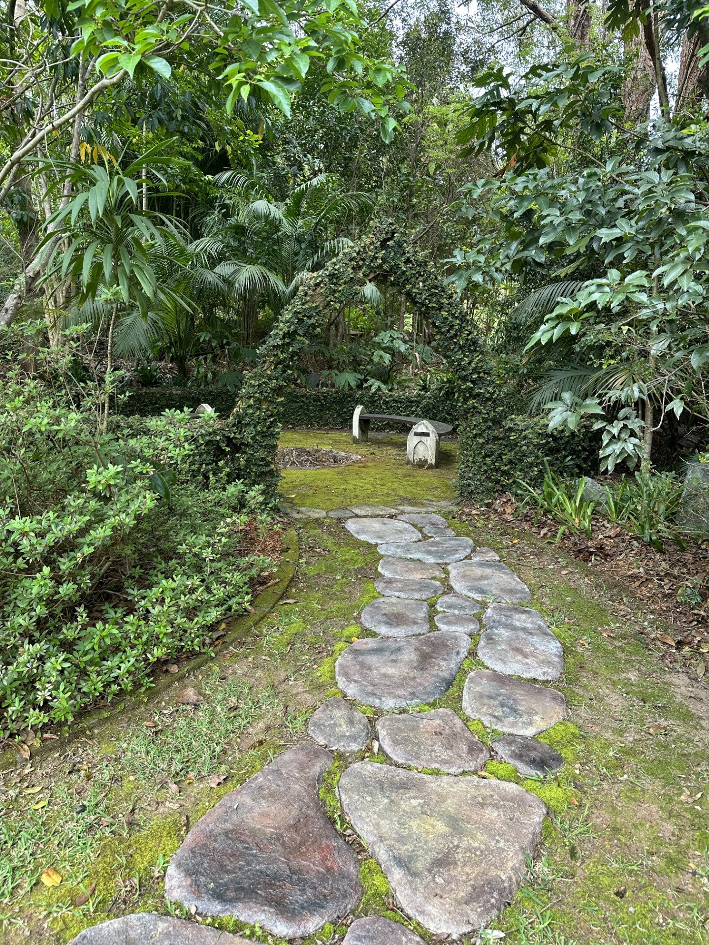 FICUS PUMILA - CREEPING FIG