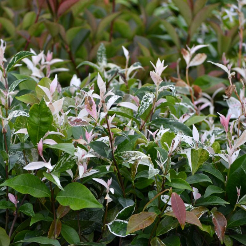 TRI-COLOUR STAR JASMINE