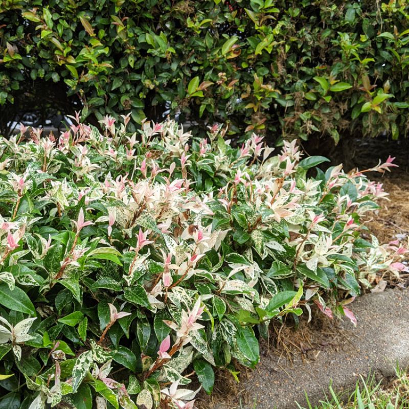 TRI-COLOUR STAR JASMINE