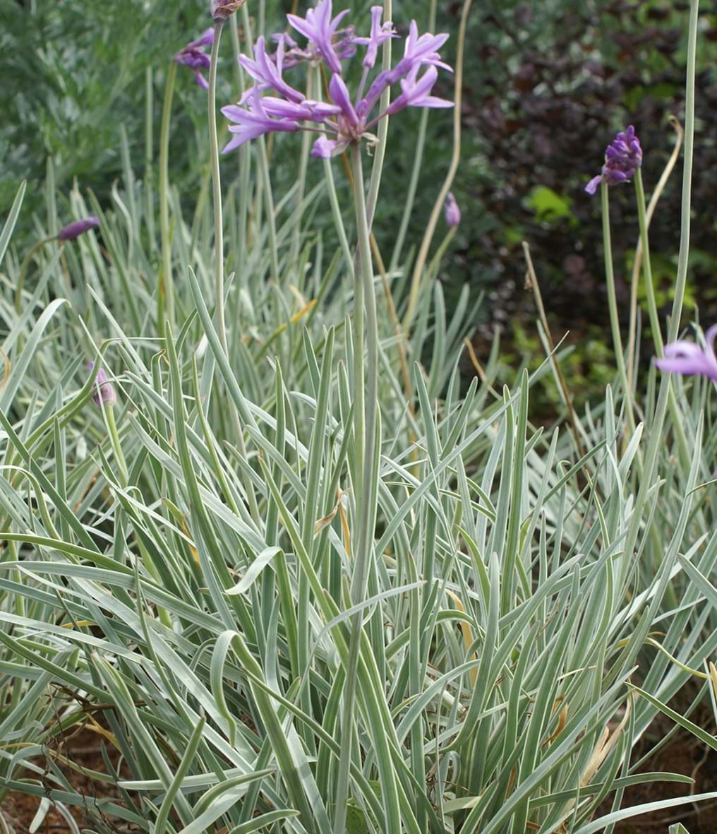 SOCIETY GARLIC 'VARIEGATED'