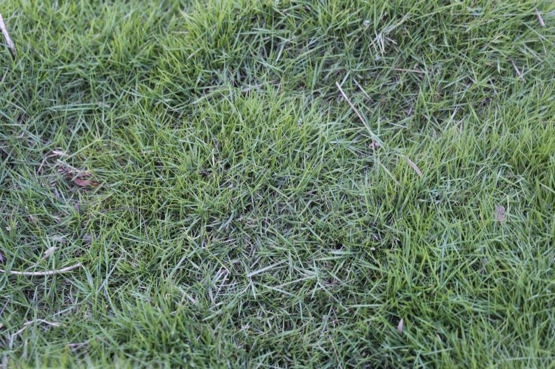 ZEN GRASS™ PBR