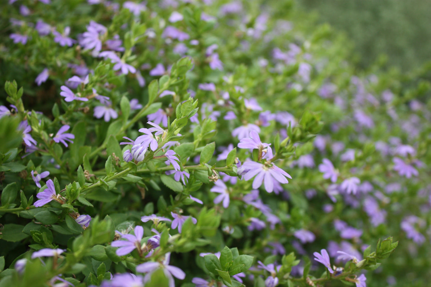 Why Do Beautiful Gardens Feel So Calm? (The Secret Has Nothing to Do With Flowers)
