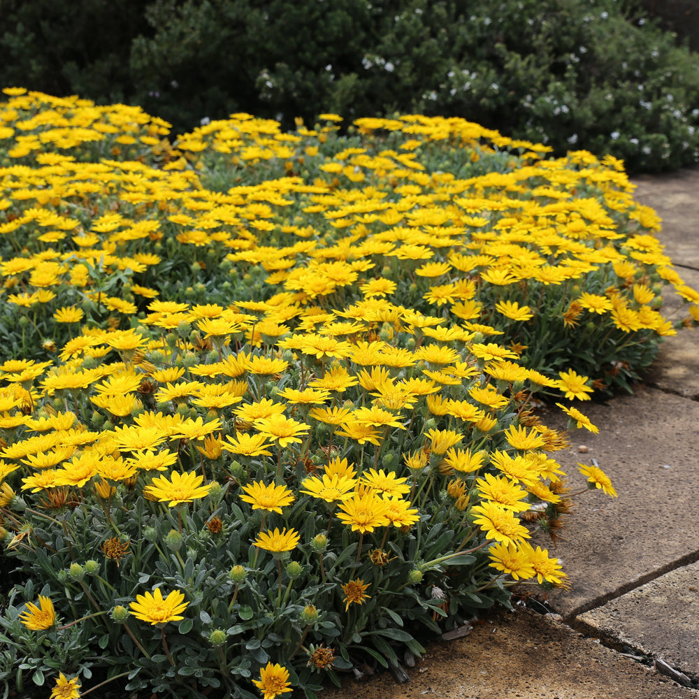 Gazania ‘Double Gold’ – Tough, Bright and Always in Flower