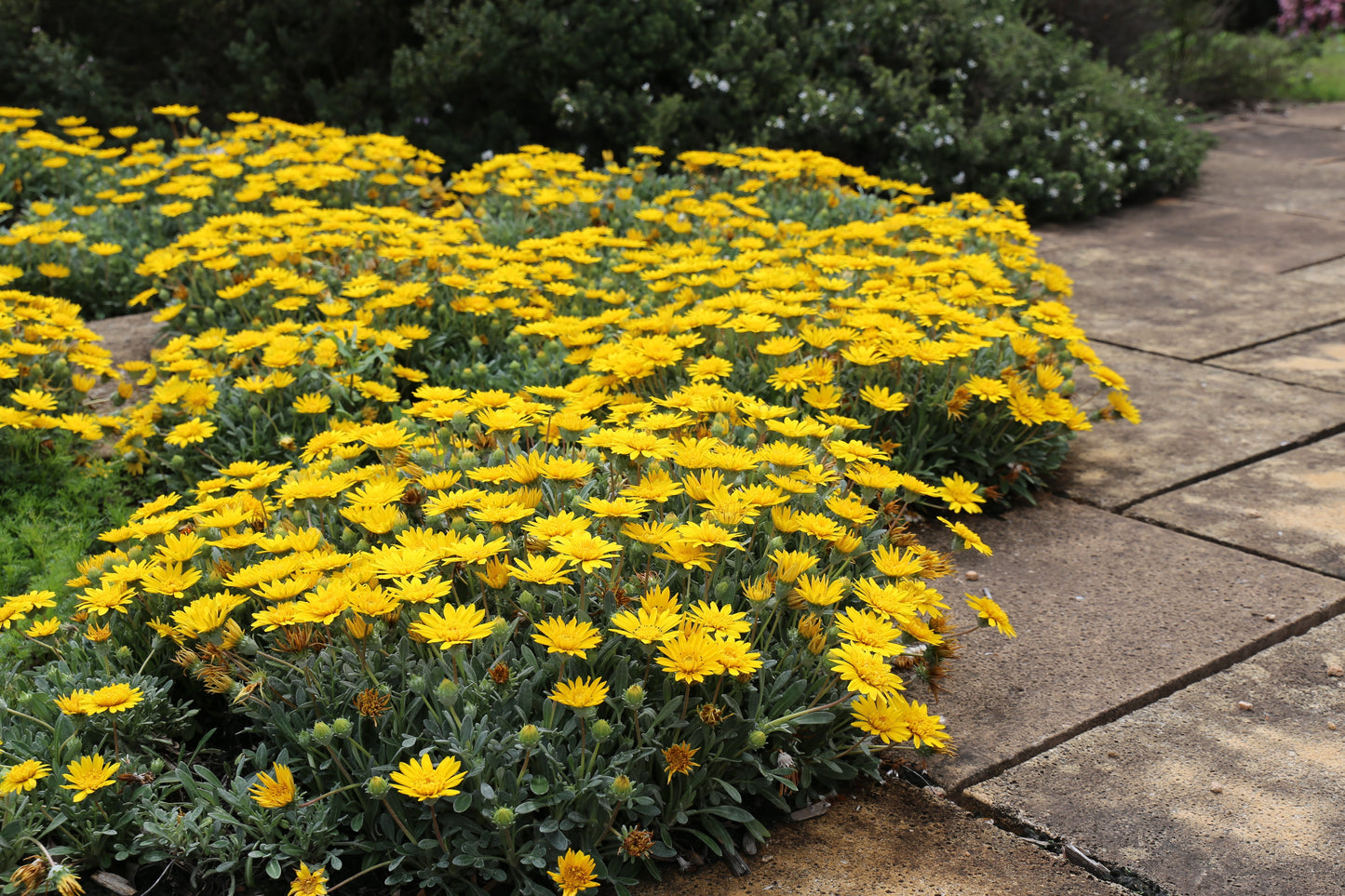 Gazania ‘Double Gold’ – Tough, Bright and Always in Flower