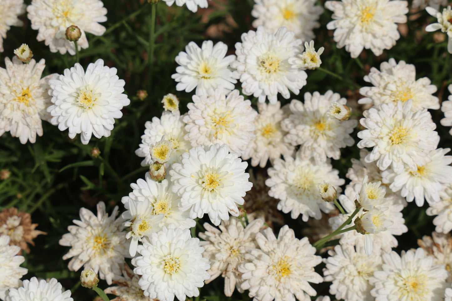 How to Keep Your Garden Flowering All Year in Australia (The Secret Isn't Planting More Flowers)