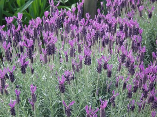 Why Some Plants Flower for Two Weeks… and Others Bloom for Months