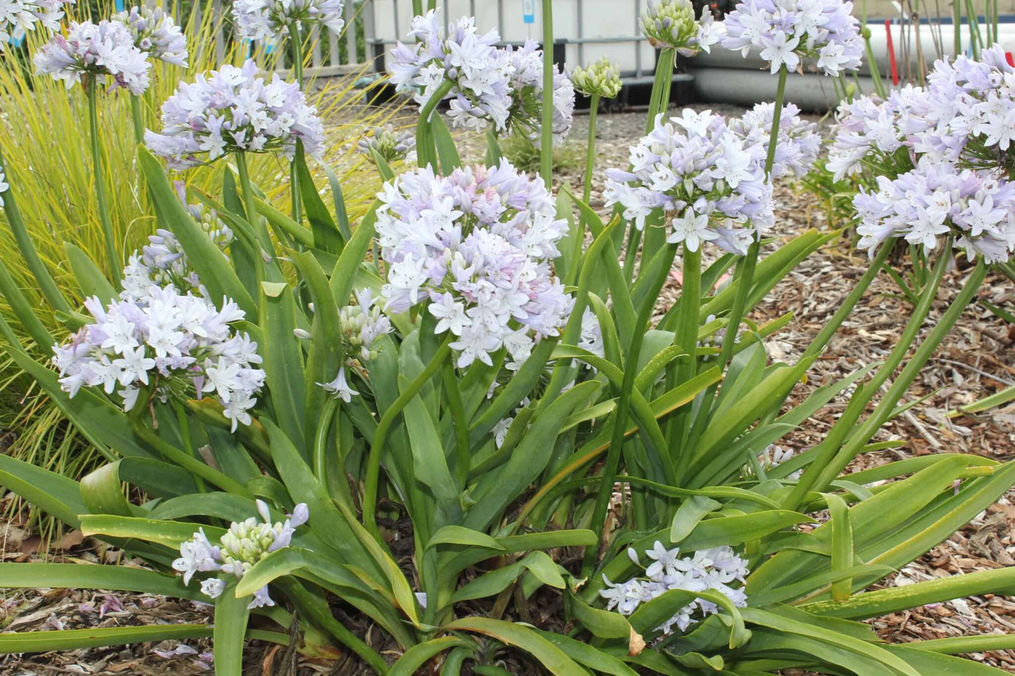 Why Professional Landscapers Use the Same Plants Over and Over Again (And Why That's a Good Thing)