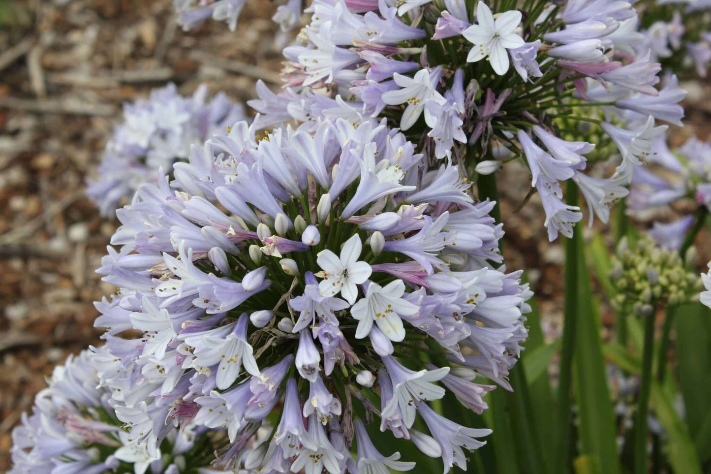 Plants That Thrive on Neglect (Perfect for Busy Australian Gardens)