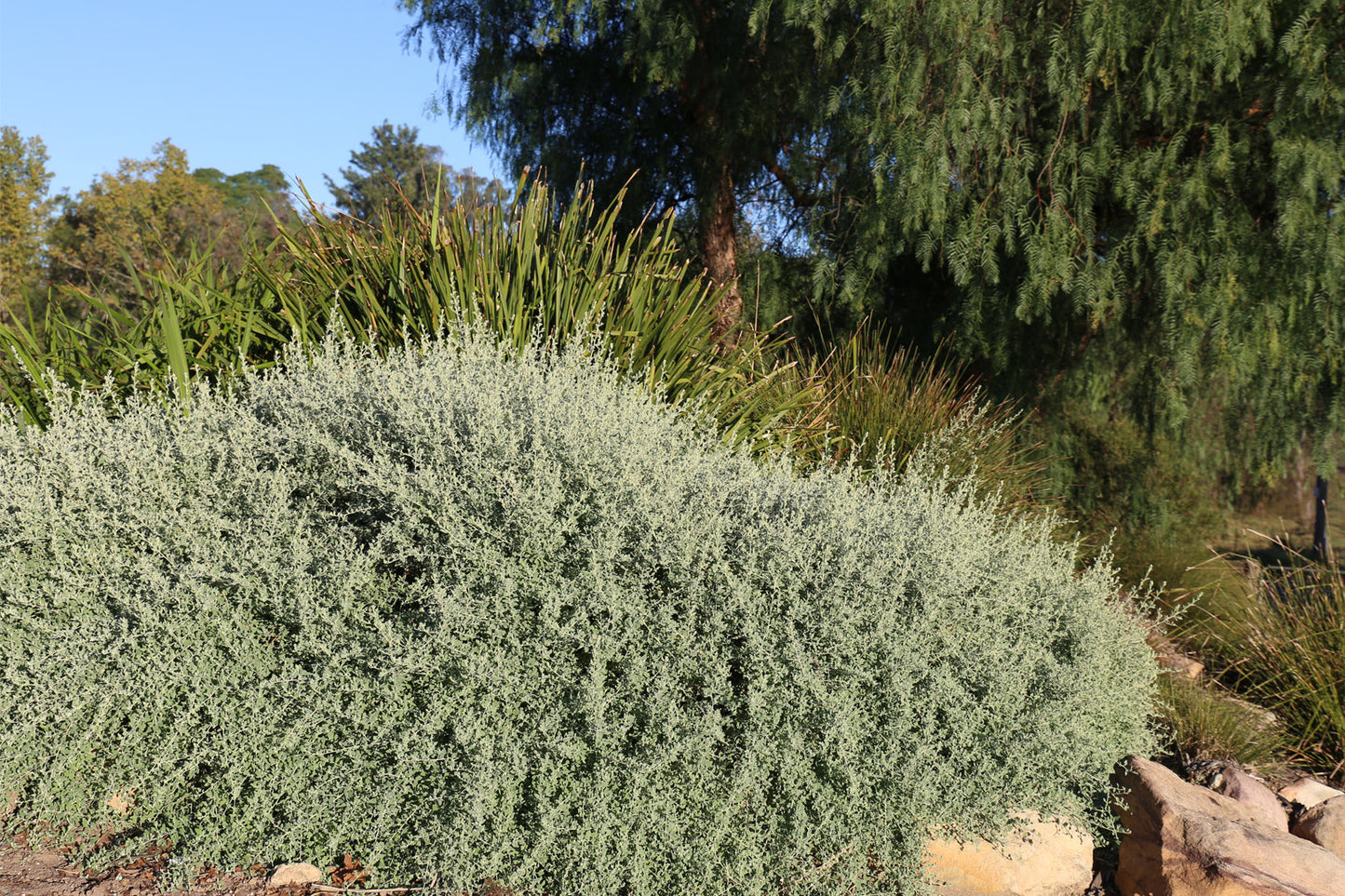 Why Do Some Plants Thrive… While Others Just Survive?