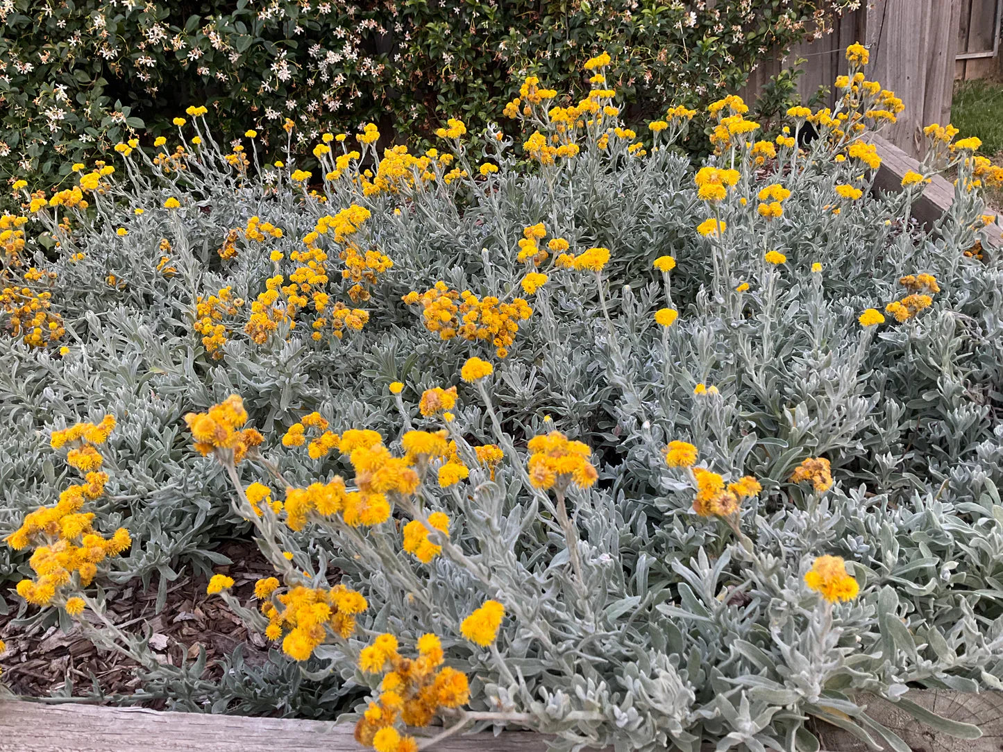 Why Silver Foliage Plants Survive Australian Summers Better (And Why Good Landscapers Keep Choosing Them)