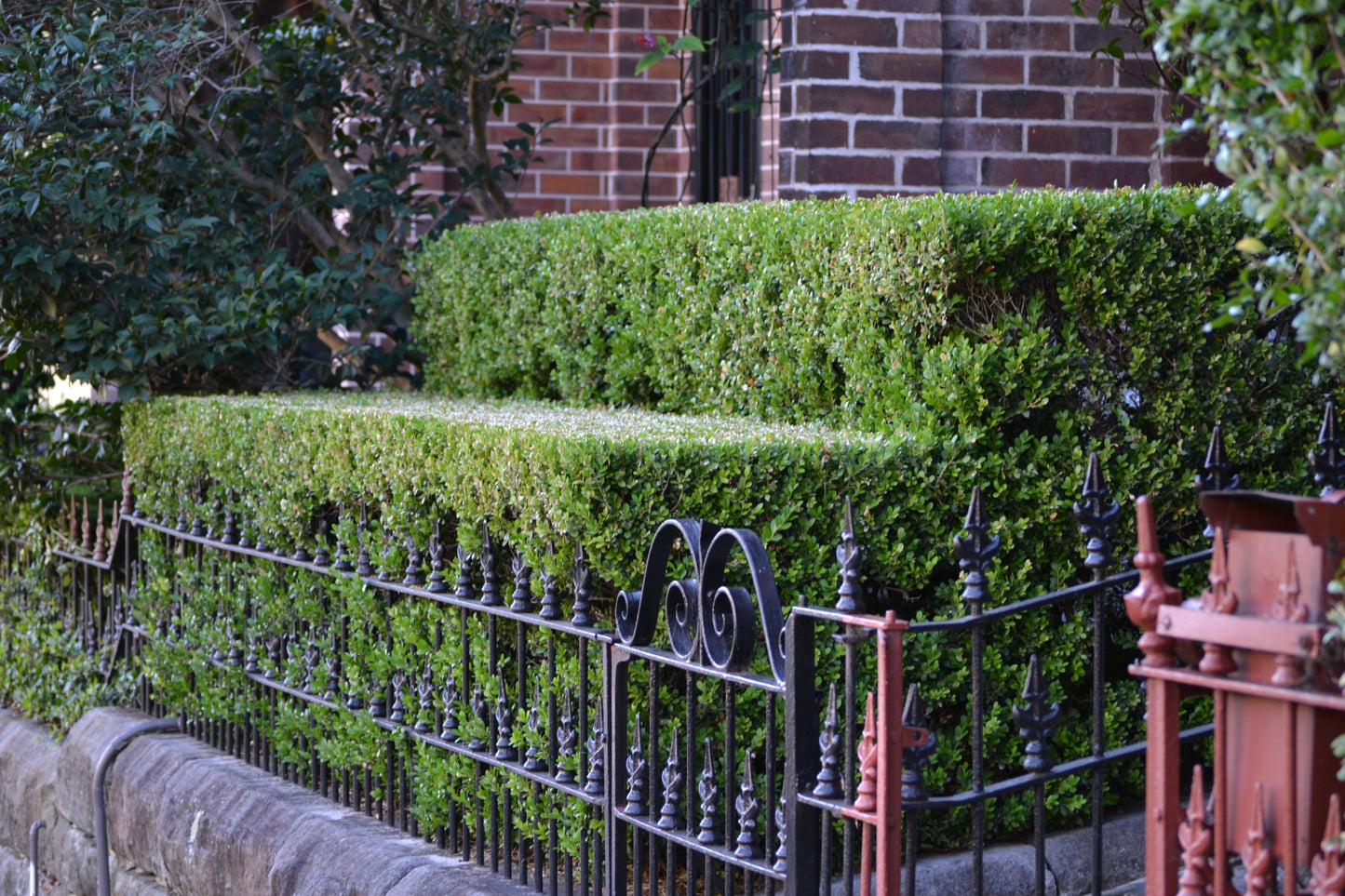 Why Landscapers Love "Boring" Plants (And Why You Should Too)