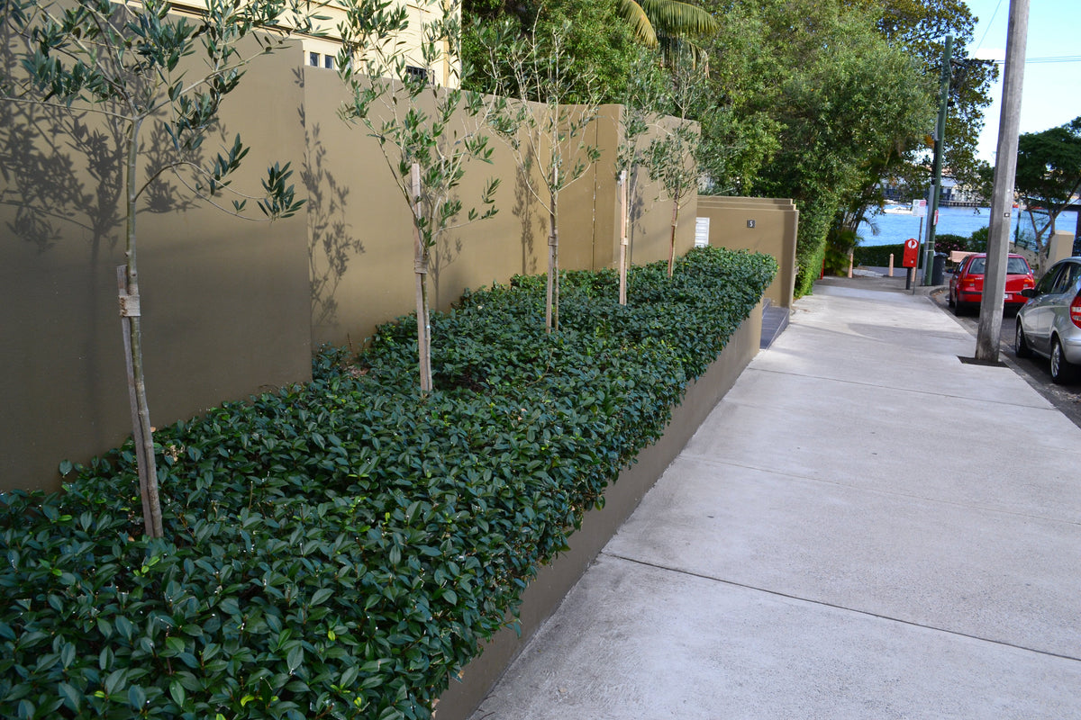 What Can I Plant Next to a Fence? How to Make a Fence Disappear Without Losing Half the Garden