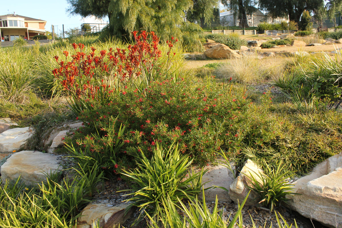 What Should I Plant in Full Sun? The Best Plants for Hot, Sunny Australian Gardens