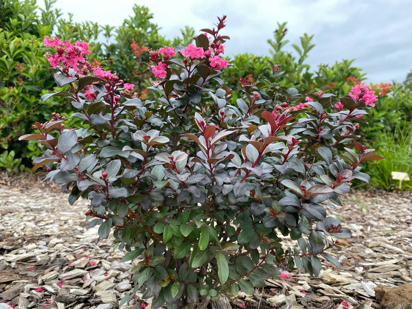 Lagerstroemia ‘Pinky Pink’ Small Garden? This Pink Flowering Tree Might Be Exactly What You Need