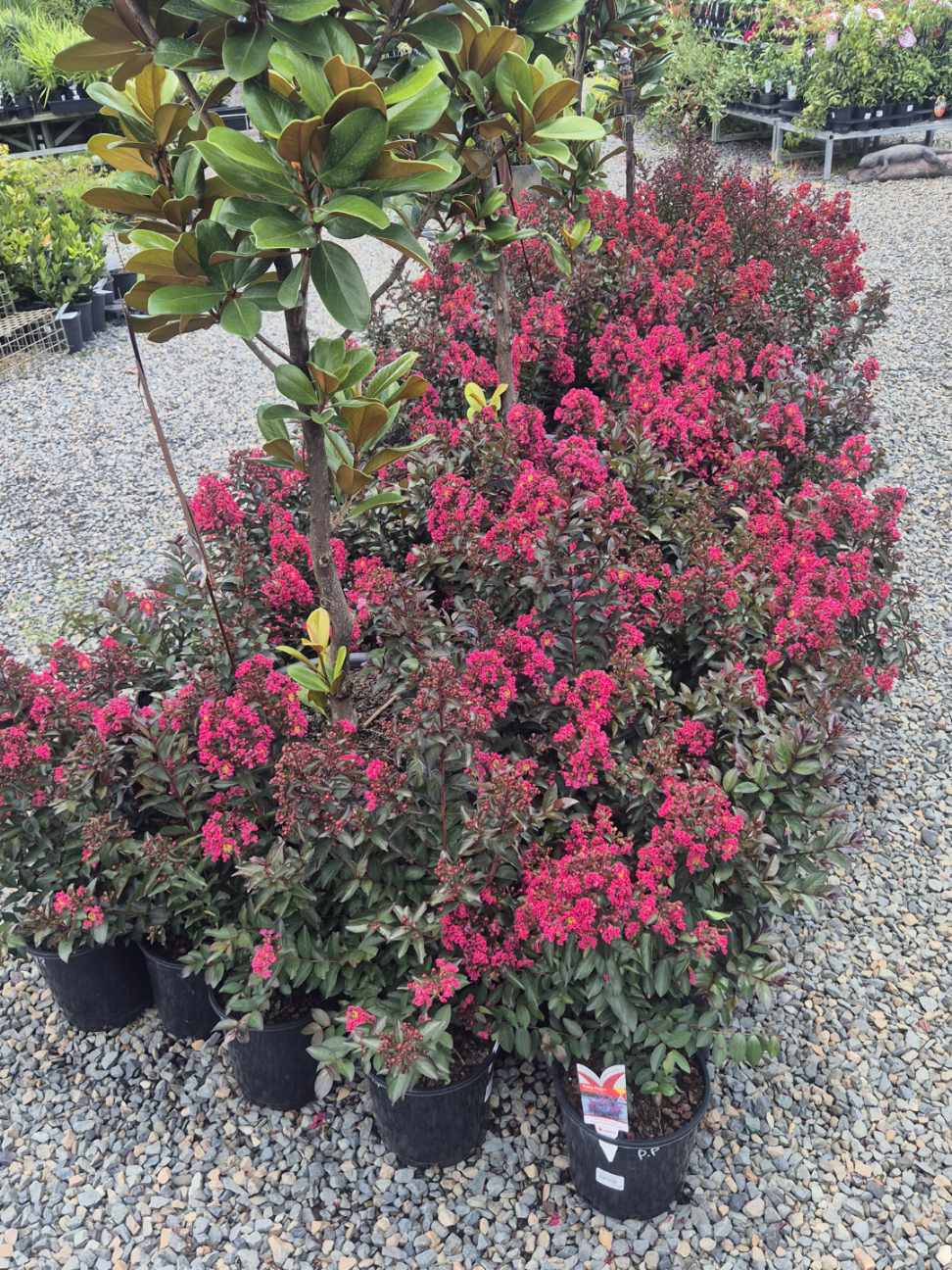 Blog: Lagerstroemia ‘Grande Red’ Want a Tree That Flowers All Summer? Lagerstroemia ‘Grande Red’ Explained