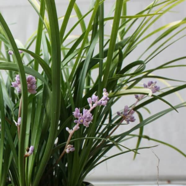 Liriope ‘Just Right’ The Plant That Fixes Shady, Ugly Spots: Why Liriope ‘Just Right’ Just Works
