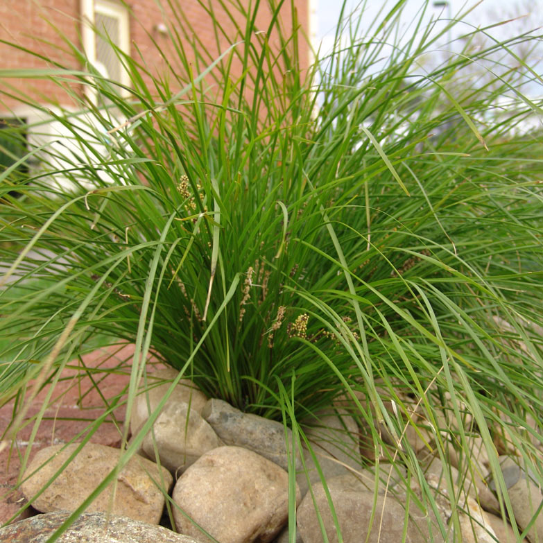 Why Do Plants Die After Looking Perfect for Six Months? (The Truth Most Gardeners Never Hear)